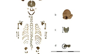 Первое детское захоронение в римском военном лагере обнаружено в Испании