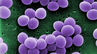 Бактерии обладают «памятью» о прошлых условиях среды, что может помочь в борьбе с инфекциями