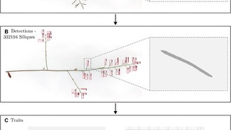 ИИ-инструмент автоматизирует измерение плодов растений для селекции лучших культур