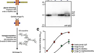 Бактерии научили производить терапевтические антитела