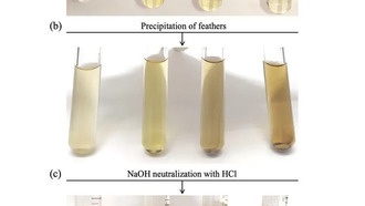 Учёные выяснили, как пигменты влияют на вес перьев птиц