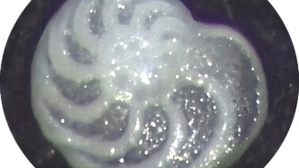 Раковины морских протистов помогли раскрыть тайну начала ледниковых периодов