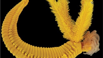 Глубоководный червь борется с ядом при помощи яда, выживая в условиях высокого содержания мышьяка и сульфидов