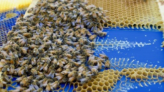 Пчёлы демонстрируют удивительную способность адаптировать строительство сот к любым условиям