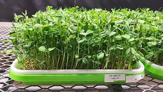 Учёные нашли способ повысить питательность микрозелени с помощью цинка и света