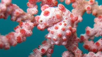 Потеря генов помогла карликовым морским конькам стать мастерами маскировки