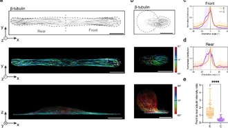 Клетки обладают механической памятью для перемещения в узких пространствах