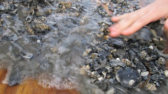 Ископаемые останки точно отражают функциональное разнообразие древних морских экосистем