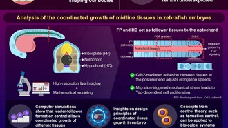 Учёные раскрыли механизм согласованного роста тканей у эмбрионов рыб