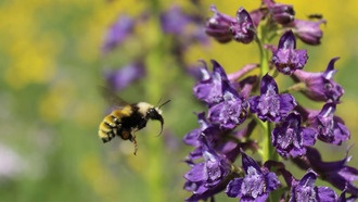 Диета диких шмелей: не все пыльцы одинаково полезны
