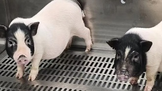 В Китае впервые пересадили генетически модифицированное свиное лёгкое человеку