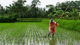 Вырубка тропических лесов связана с тысячами смертей от жары ежегодно