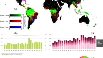 Исследование: углеродные кредиты недооценивают вклад лесов в борьбу с изменением климата