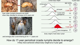 Разгадана тайна 17-летнего цикла цикад