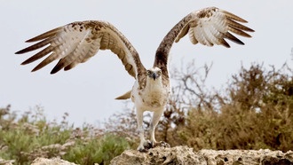 Ученые выяснили, как возраст вида влияет на размер его ареала