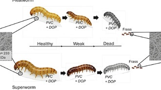 Черви не могут решить мировую проблему ПВХ: анализ не выявил признаков биохимического разложения