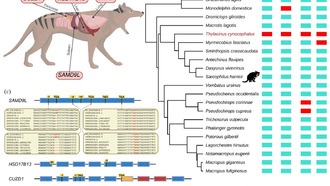 Вымирание тасманийского тигра могло быть связано с потерей генов