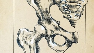 Ученые раскрыли два ключевых генетических изменения, позволивших человеку ходить на двух ногах