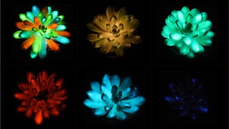 Созданы светящиеся суккуленты, которые заряжаются от солнца