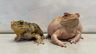 Генно-модифицированные жабы-альбиносы показали скрытые издержки потери пигмента