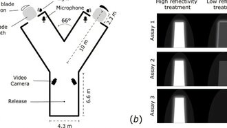Смертельное притяжение: свет от лопастей ветряков может заманивать летучих мышей