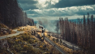Учёные впервые доказали накопление микропластика в лесных почвах