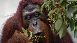 Орангутаны демонстрируют удивительную гибкость питания в дикой природе