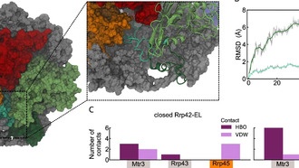 Учёные впервые сняли «фильм» о работе молекулярной машины, разрушающей РНК