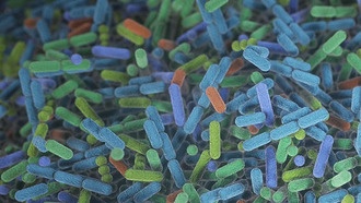 Бактерии кишечника распознают широкий спектр питательных веществ