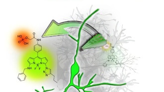 Раскрыт механизм селективного окрашивания нейронов флуоресцентным зондом NeuO