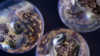 Воздействие нефти и антипиренов на матерей влияет на последующие поколения