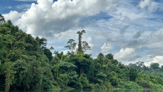 В Амазонии обнаружена новая бактерия, родственная возбудителям бартонеллёза