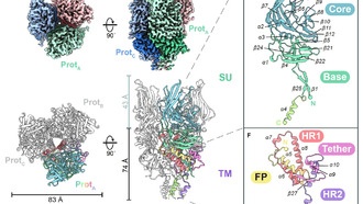 Учёные впервые увидели структуру древнего вируса внутри человеческого генома