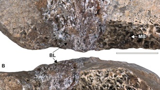 Смертельная болезнь костей могла погубить динозавров с длинными шеями в Бразилии