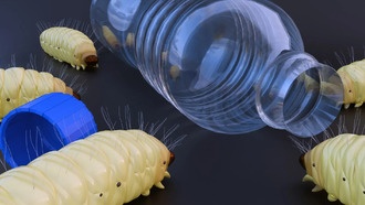 «Пластивоядные» гусеницы способны съесть полиэтиленовый пакет всего за 24 часа