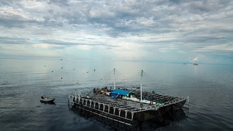 80% китовых акул в Индонезии имеют шрамы из-за деятельности человека