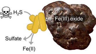Учёные открыли бактерии, которые «дышат» железом и очищают среду от токсичного сульфида