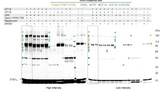 «Кинетическая линейка»: учёные раскрыли, как клетки измеряют длину хвостов мРНК