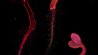 Белок-липучка помогает растениям лучше справляться со стрессом