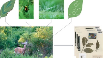 Музейные образцы растений помогут изучить биоразнообразие