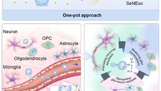 Китайские учёные разработали экзосомы с селеном для лечения травм мозга и спинного мозга
