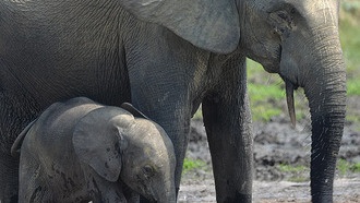 Вымирание слонов угрожает производству музыкальных инструментов и экосистеме тропических лесов