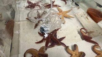 Морские звёзды реагируют на нейротоксин сворачиванием в клубок