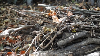 Новый метод биоинформатики раскрывает тайны разложения древесины и листьев