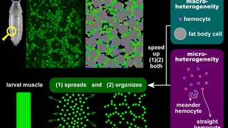 Клеточное разнообразие ускоряет метаморфоз у плодовых мушек