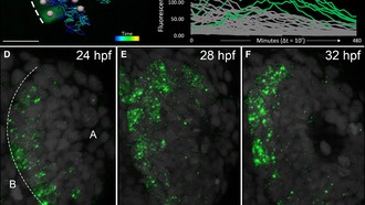 Учёные выяснили, как стволовые клетки превращаются в обонятельные нейроны