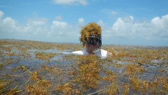 Ученые выяснили причины рекордного роста саргассовых водорослей в Атлантике