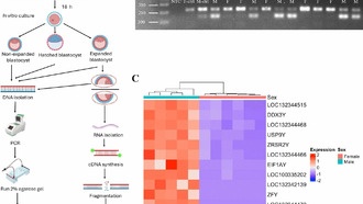 Ученые выяснили, почему эмбрионы мужского пола развиваются быстрее женских