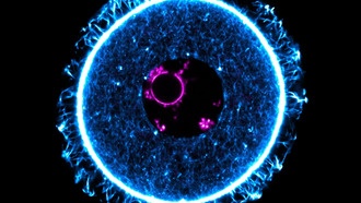 Ученые раскрыли механизм «спячки» незрелых яйцеклеток