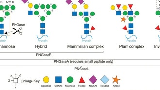 Учёные открыли фермент с уникальной способностью расщеплять сахара у разных видов организмов